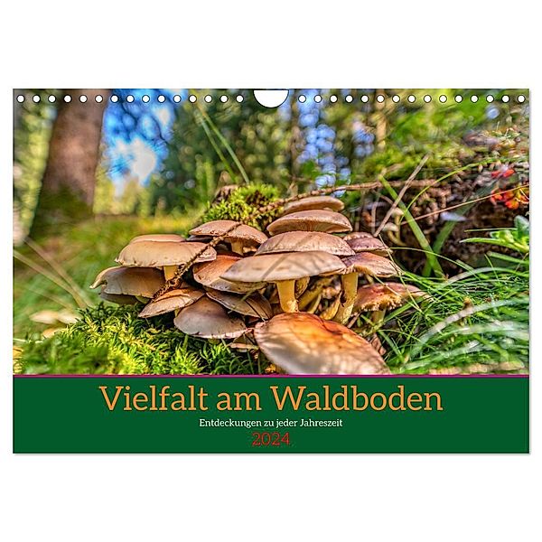 Vielfalt am Waldboden (Wandkalender 2024 DIN A4 quer), CALVENDO Monatskalender, Torsten Irmer