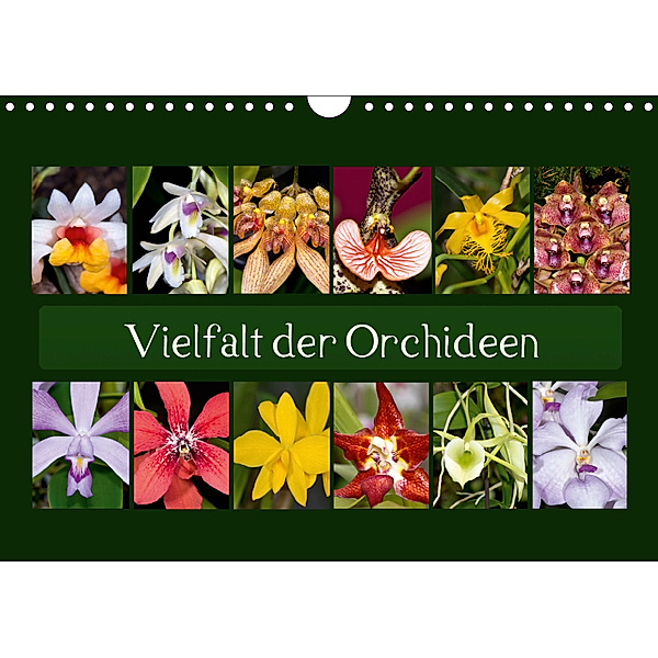 Vielfalt der Orchideen (Wandkalender 2019 DIN A4 quer), Eerika Schulz