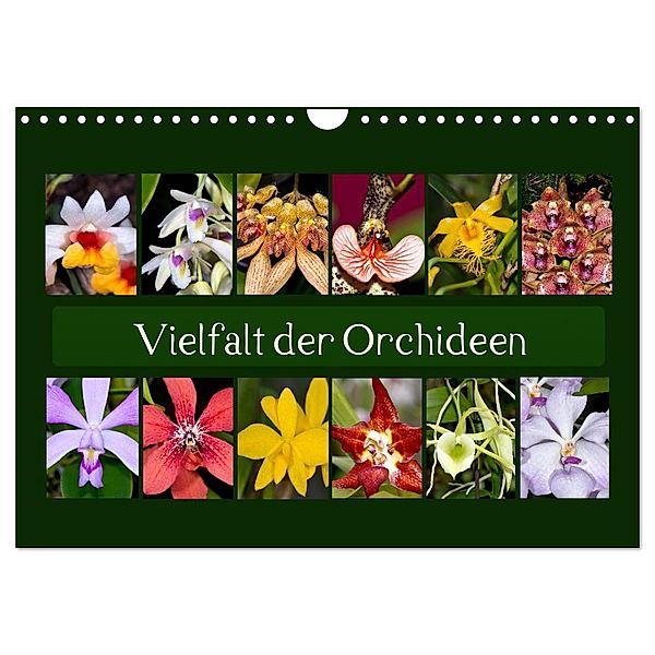 Vielfalt der Orchideen (Wandkalender 2024 DIN A4 quer), CALVENDO Monatskalender, Eerika Schulz