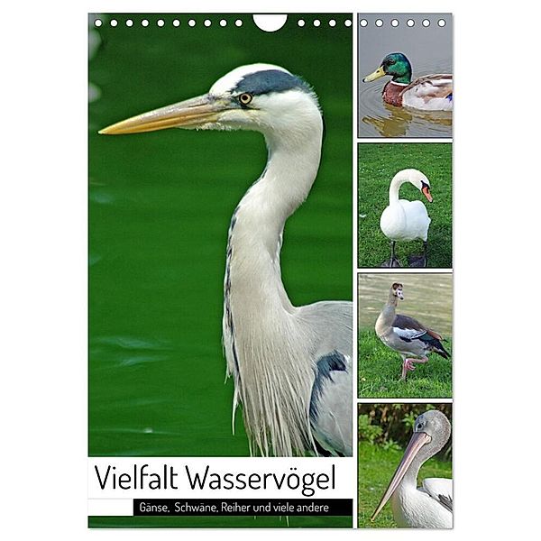 Vielfalt Wasservögel (Wandkalender 2024 DIN A4 hoch), CALVENDO Monatskalender, Claudia Kleemann