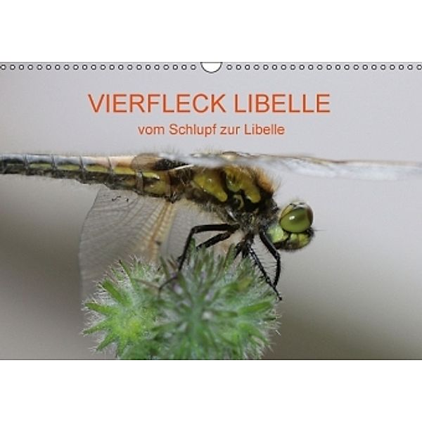 VIERFLECK LIBELLE - vom Schlupf zur Libelle (Wandkalender 2016 DIN A3 quer), Matthias Brix - Studio Brix