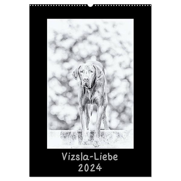 Vizsla-Liebe (Wandkalender 2024 DIN A2 hoch), CALVENDO Monatskalender, Divaldi