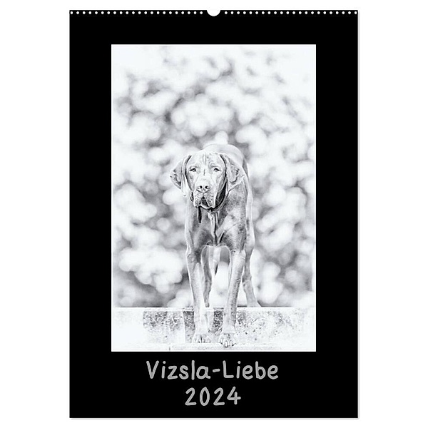 Vizsla-Liebe (Wandkalender 2024 DIN A2 hoch), CALVENDO Monatskalender, Divaldi