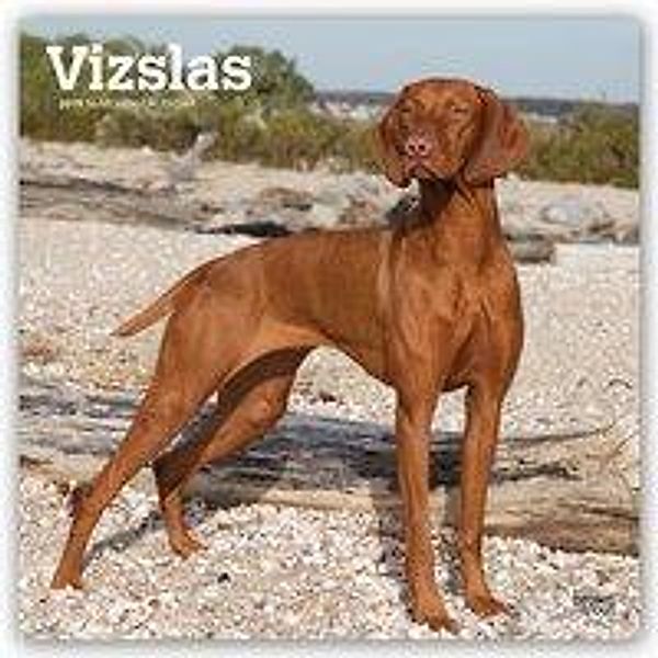 Vizslas - Ungarische Vorstehhunde 2019 - 18-Monatskalender m