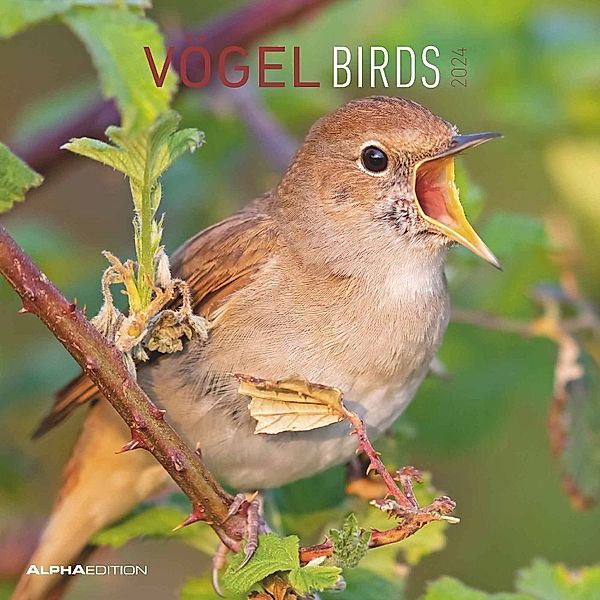 Vögel 2024 - Broschürenkalender 30x30 cm (30x60 geöffnet) - Kalender mit Platz für Notizen - Birds - Bildkalender - Wandkalender - Vogelkalender