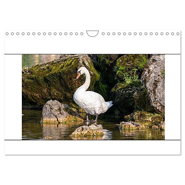 Vögel am Wasser entdecken (Wandkalender 2025 DIN A4 quer), CALVENDO Monatskalender, Calvendo, Teresa Bauer