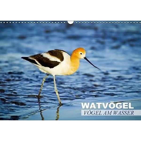 Vögel am Wasser Watvögel (Wandkalender 2015 DIN A3 quer), Calvendo
