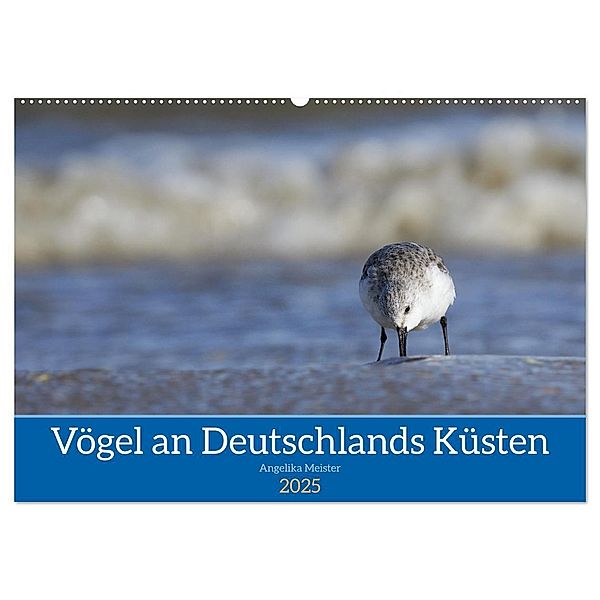 Vögel an Deutschlands Küsten (Wandkalender 2025 DIN A2 quer), CALVENDO Monatskalender, Calvendo, Angelika Meister
