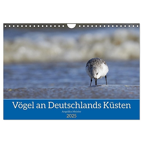 Vögel an Deutschlands Küsten (Wandkalender 2025 DIN A4 quer), CALVENDO Monatskalender, Calvendo, Angelika Meister