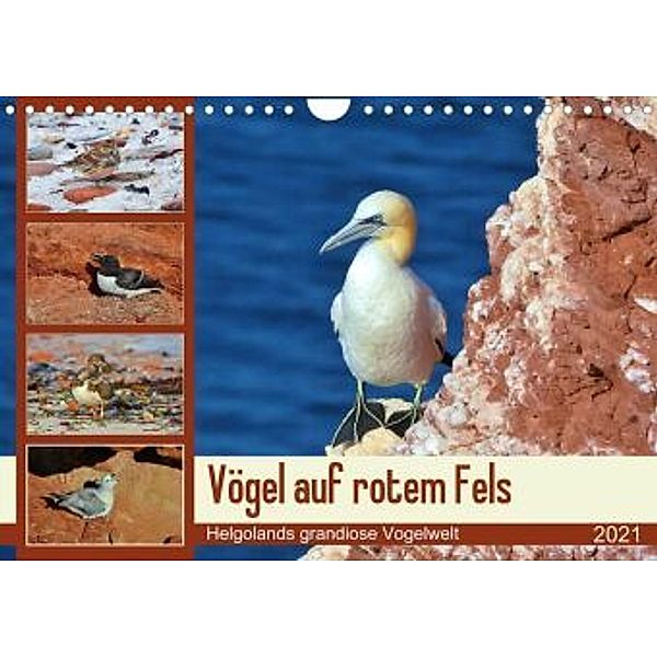 Vögel auf rotem Fels - Helgolands grandiose Vogelwelt (Wandkalender 2021 DIN A4 quer), René Schaack