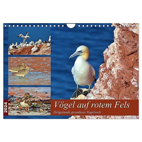 Vögel auf rotem Fels - Helgolands grandiose Vogelwelt (Wandkalender 2024 DIN A4 quer), CALVENDO Monatskalender, René Schaack