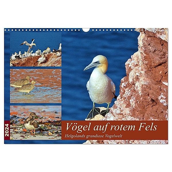 Vögel auf rotem Fels - Helgolands grandiose Vogelwelt (Wandkalender 2024 DIN A3 quer), CALVENDO Monatskalender, René Schaack