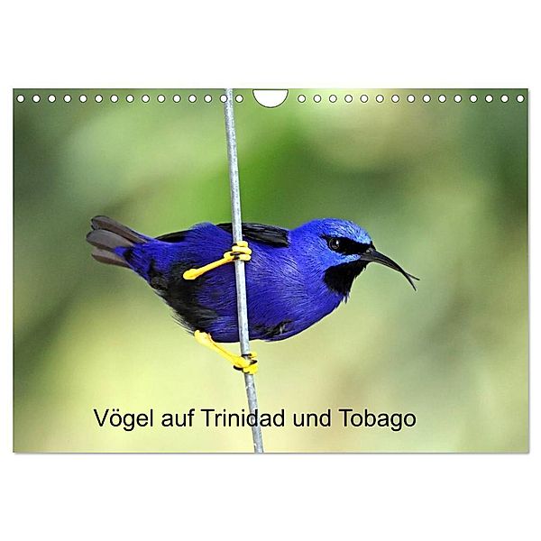 Vögel auf Trinidad und Tobago (Wandkalender 2024 DIN A4 quer), CALVENDO Monatskalender, Weiterstadt, Dr. W. Brüchle