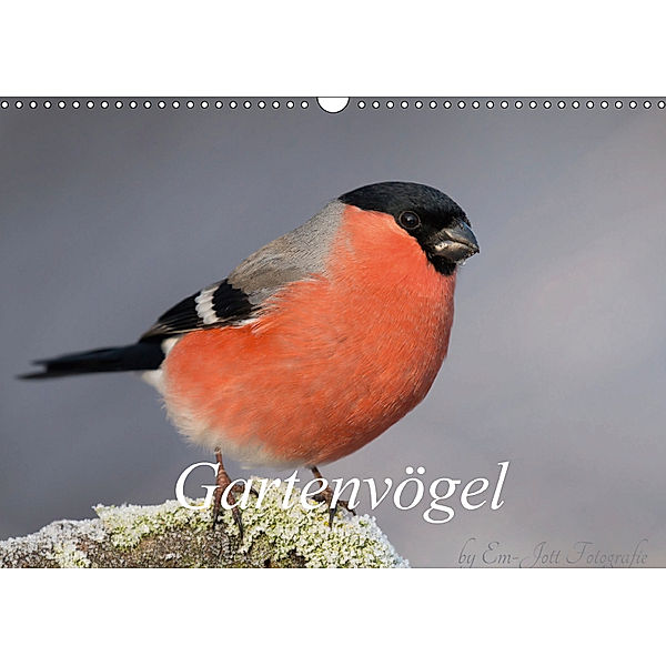 Vögel aus dem Garten (Wandkalender 2018 DIN A3 quer), Em-Jott Fotografie