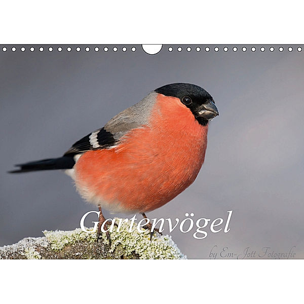Vögel aus dem Garten (Wandkalender 2018 DIN A4 quer), Em-Jott Fotografie