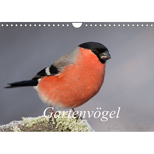 Vögel aus dem Garten (Wandkalender 2022 DIN A4 quer), Em-Jott Fotografie