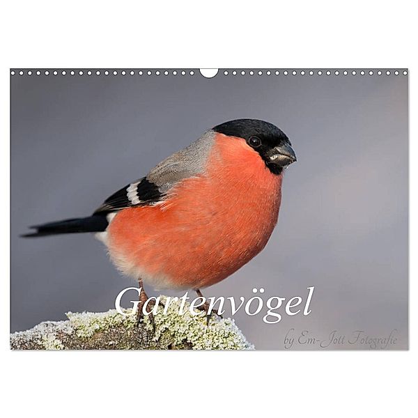 Vögel aus dem Garten (Wandkalender 2024 DIN A3 quer), CALVENDO Monatskalender, Em-Jott Fotografie