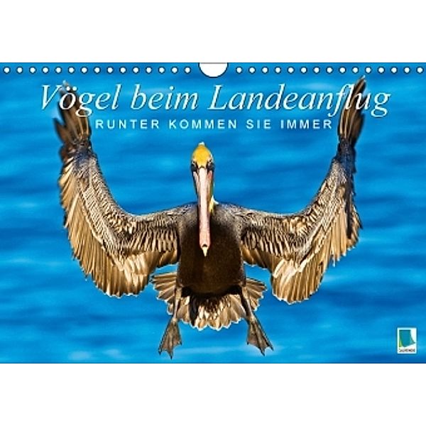 Vögel beim Landeanflug: Runter kommen sie immer (Wandkalender 2016 DIN A4 quer), Calvendo