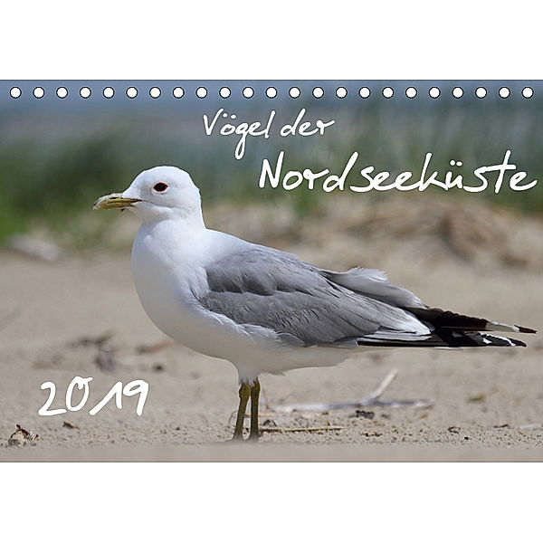 Vögel der Nordseeküste (Tischkalender 2019 DIN A5 quer), Jan Allnoch