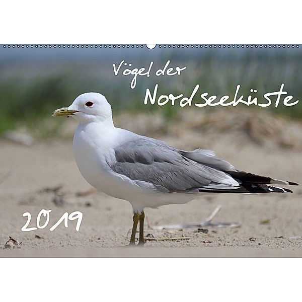 Vögel der Nordseeküste (Wandkalender 2019 DIN A2 quer), Jan Allnoch
