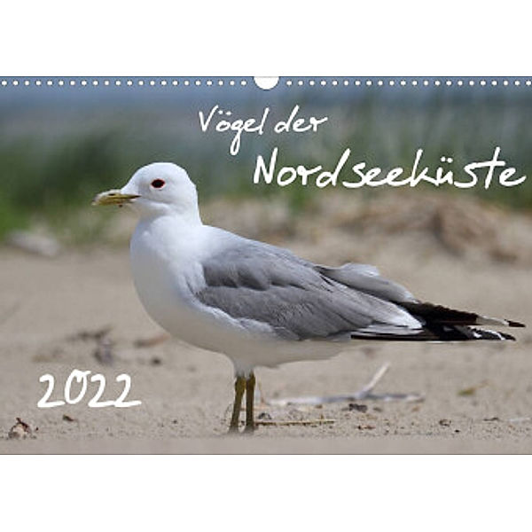 Vögel der Nordseeküste (Wandkalender 2022 DIN A3 quer), Jan Allnoch