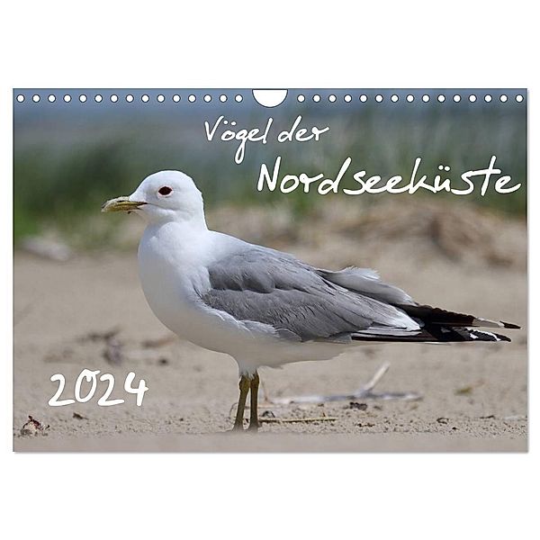 Vögel der Nordseeküste (Wandkalender 2024 DIN A4 quer), CALVENDO Monatskalender, Jan Allnoch