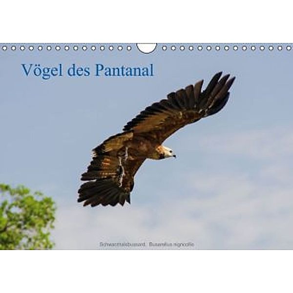 Vögel des Pantanal (Wandkalender 2015 DIN A4 quer), Jürgen Wöhlke
