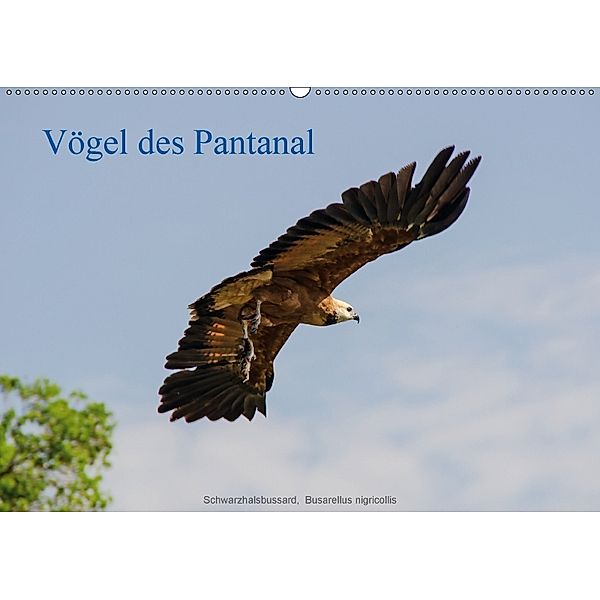 Vögel des Pantanal (Wandkalender 2018 DIN A2 quer), Jürgen Wöhlke