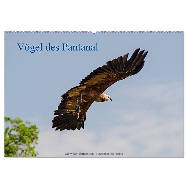Vögel des Pantanal (Wandkalender 2024 DIN A2 quer), CALVENDO Monatskalender, Jürgen Wöhlke