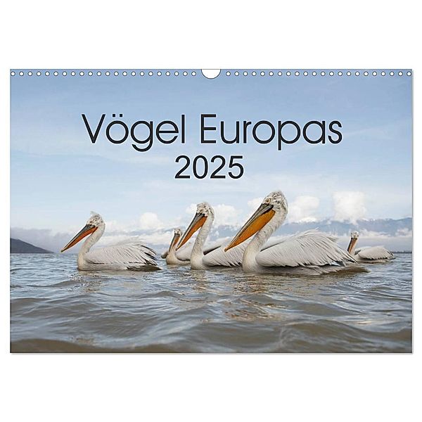 Vögel Europas 2025 (Wandkalender 2025 DIN A3 quer), CALVENDO Monatskalender, Calvendo, Hans Schröder