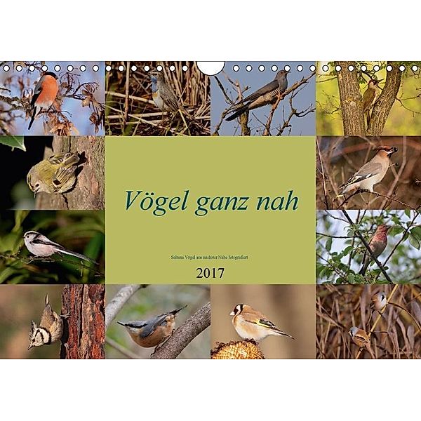Vögel ganz nah (Wandkalender 2017 DIN A4 quer), Winfried Erlwein
