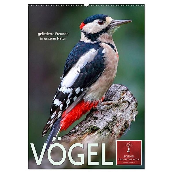 Vögel - gefiederte Freunde in unserer Natur (Wandkalender 2024 DIN A2 hoch), CALVENDO Monatskalender, Peter Roder