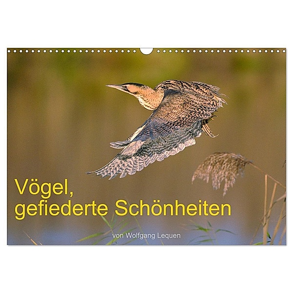 Vögel, Gefiederte Schönheiten (Wandkalender 2024 DIN A3 quer), CALVENDO Monatskalender, Wolfgang Lequen