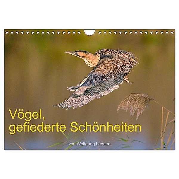 Vögel, Gefiederte Schönheiten (Wandkalender 2024 DIN A4 quer), CALVENDO Monatskalender, Wolfgang Lequen