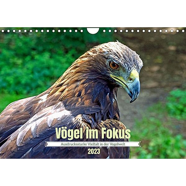 Vögel im Fokus - Ausdrucksstarke Vielfalt in der Vogelwelt (Wandkalender 2023 DIN A4 quer), Frank Brehm