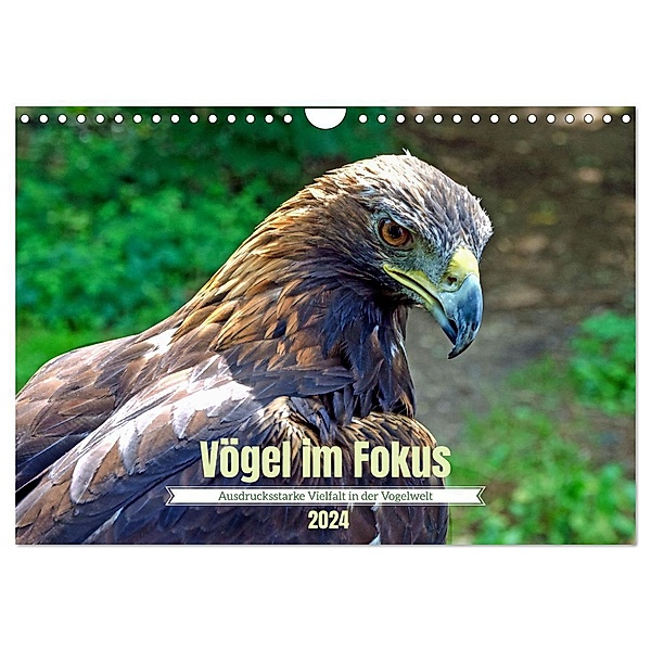 Vögel im Fokus - Ausdrucksstarke Vielfalt in der Vogelwelt (Wandkalender 2024 DIN A4 quer), CALVENDO Monatskalender, Frank Brehm