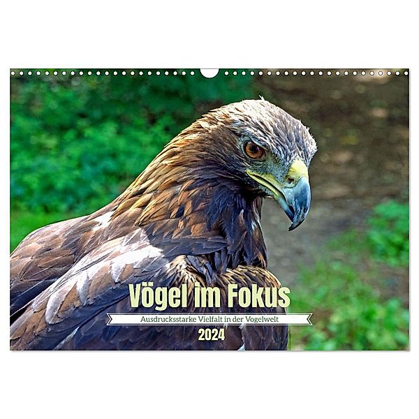 Vögel im Fokus - Ausdrucksstarke Vielfalt in der Vogelwelt (Wandkalender 2024 DIN A3 quer), CALVENDO Monatskalender, Frank Brehm