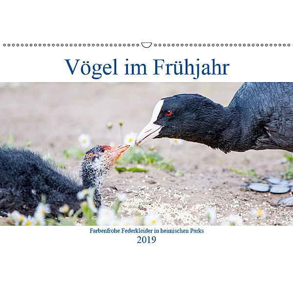 Vögel im Frühjahr (Wandkalender 2019 DIN A2 quer)