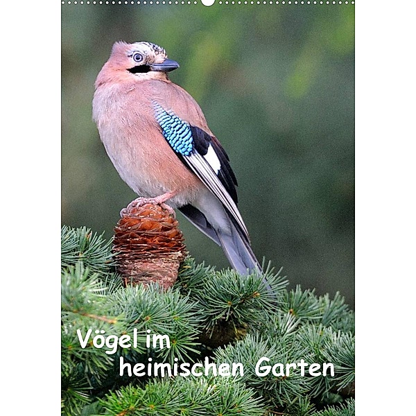 Vögel im heimischen Garten (Wandkalender 2023 DIN A2 hoch), Dieter Wilczek