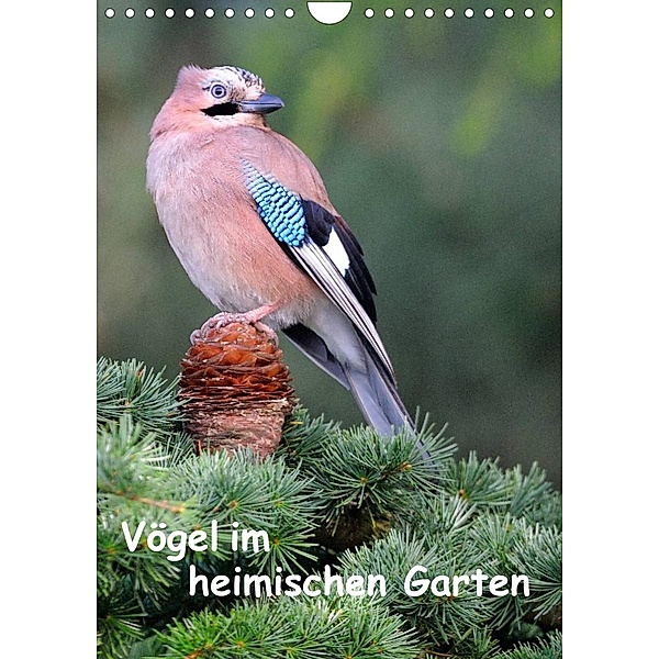 Vögel im heimischen Garten (Wandkalender 2023 DIN A4 hoch), Dieter Wilczek