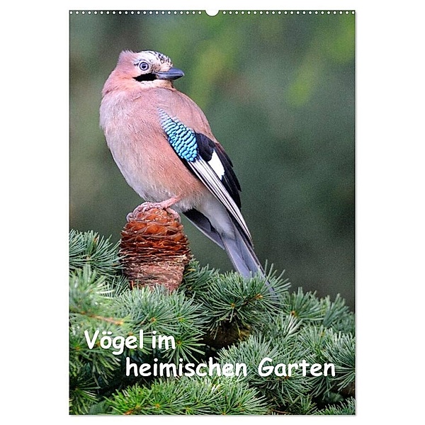 Vögel im heimischen Garten (Wandkalender 2024 DIN A2 hoch), CALVENDO Monatskalender, Dieter Wilczek