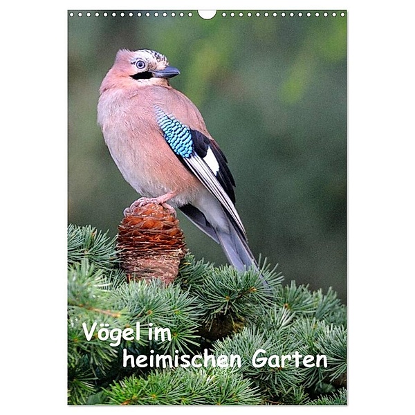 Vögel im heimischen Garten (Wandkalender 2024 DIN A3 hoch), CALVENDO Monatskalender, Dieter Wilczek