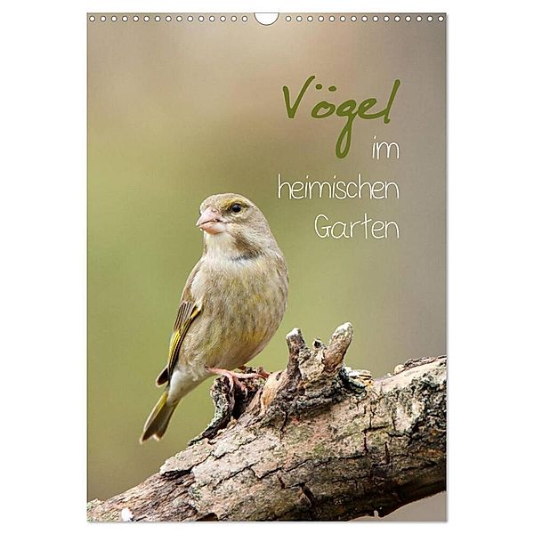 Vögel im heimischen Garten (Wandkalender 2024 DIN A3 hoch), CALVENDO Monatskalender, Heidi Spiegler