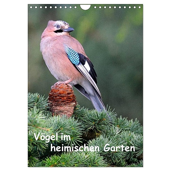 Vögel im heimischen Garten (Wandkalender 2024 DIN A4 hoch), CALVENDO Monatskalender, Dieter Wilczek