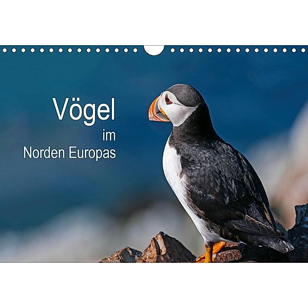 Vögel im Norden Europas (Wandkalender 2020 DIN A4 quer), Martin Thoma