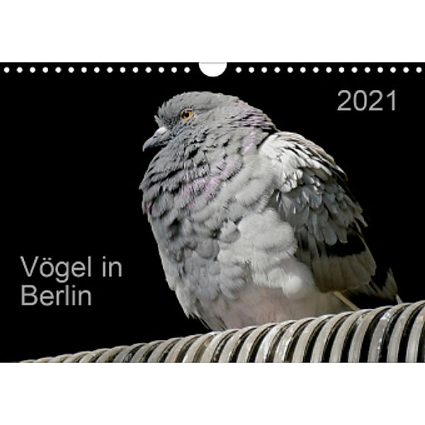 Vögel in Berlin (Wandkalender 2021 DIN A4 quer), Verena Mahrhofer