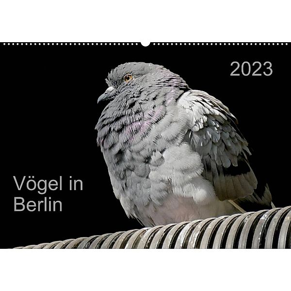 Vögel in Berlin (Wandkalender 2023 DIN A2 quer), Verena Mahrhofer