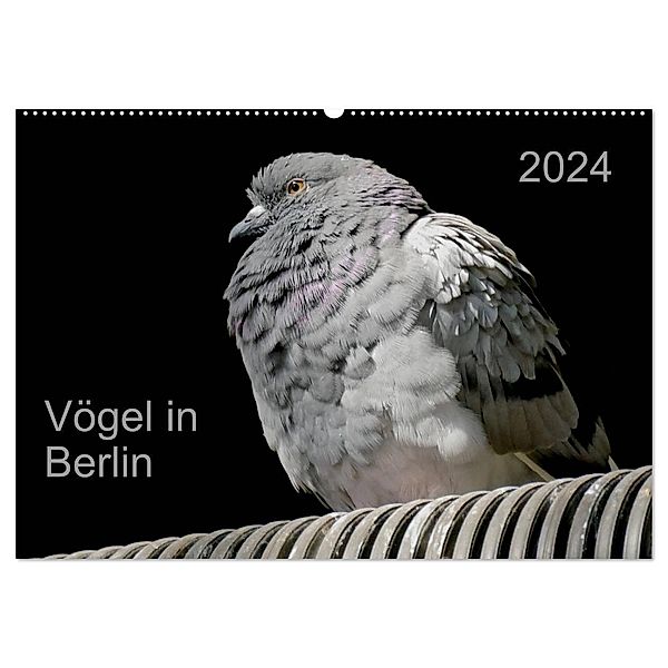 Vögel in Berlin (Wandkalender 2024 DIN A2 quer), CALVENDO Monatskalender, Verena Mahrhofer