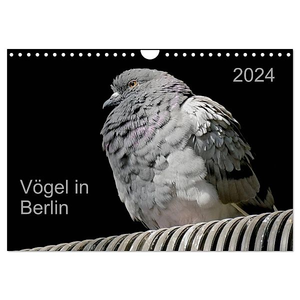 Vögel in Berlin (Wandkalender 2024 DIN A4 quer), CALVENDO Monatskalender, Verena Mahrhofer