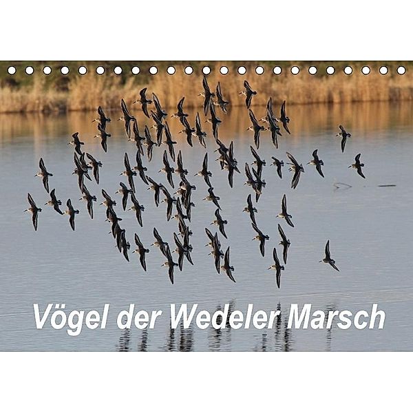 Vögel in der Wedeler Marsch (Tischkalender 2017 DIN A5 quer), Heike Springer